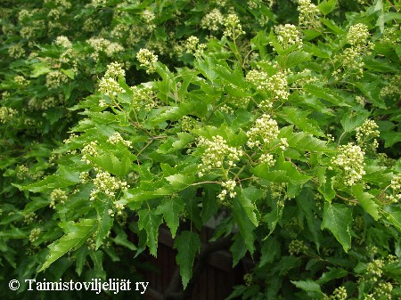 Acer tataricum ssp. ginnala